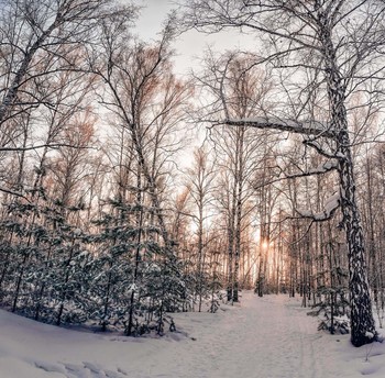 Winterwald / ***