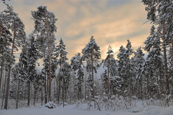 Winterwald / ***
