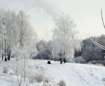 Silver Birch / ***