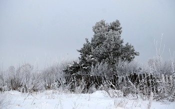 Pine. / ***
