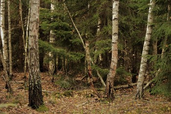 In einem dichten Wald / ***