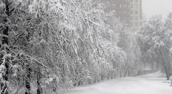 Winter / ***