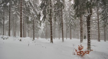 Januar Nebel / ***