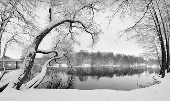 Bäume am Ufer / ***