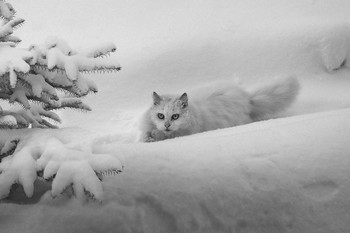 mit Schnee bedeckt ... / ***