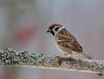 Spatz / .....