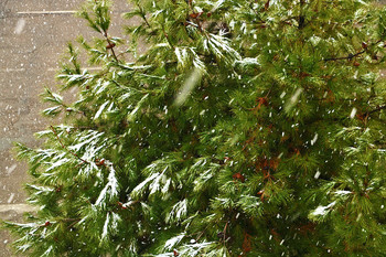 Es schneit... / ***