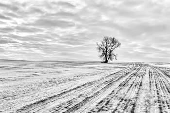 Morgen / ***