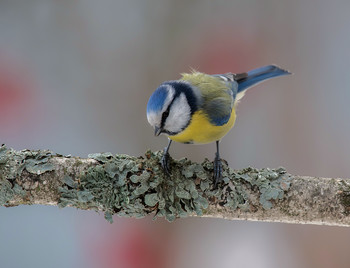 Blaumeise / .....