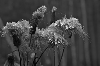 Living Silber / ***