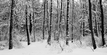 Graphics Winter. / ***