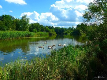 Schwanensee / Hamburg, Außenmuhlenteich