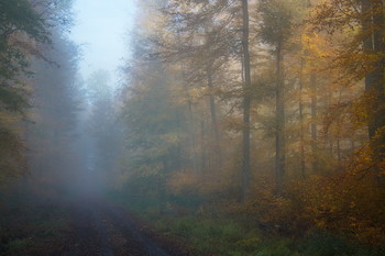 Goldener Herbst / ***
