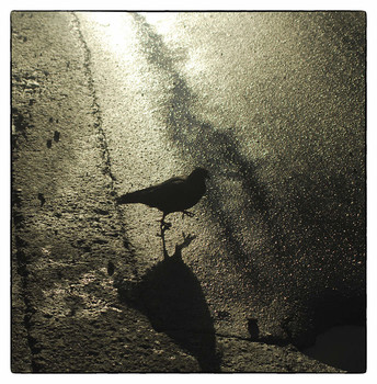 Vögel / ***
