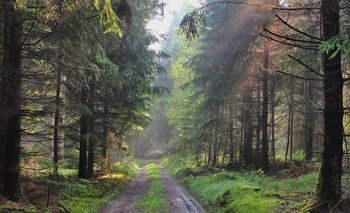 durch den Nebel / ***