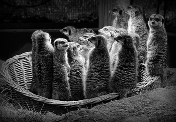 Night Watch / ***