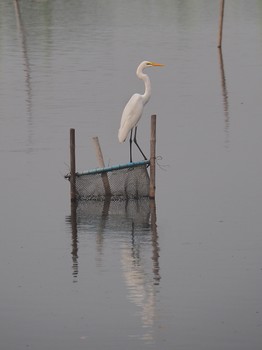 Reiher / ***