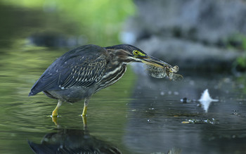 Green heron (juvenile) / ***