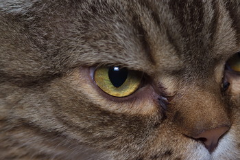 Tomcat / ***