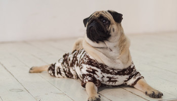 Mops / ***