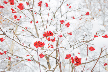 Red Vogelbeere / ***