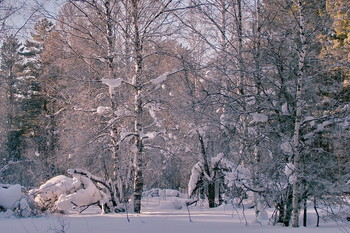 Winterwald. / ***