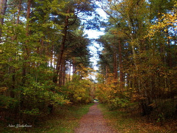 Straße zum Herbst / ***