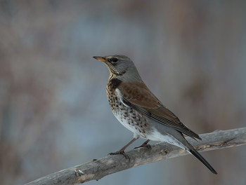 Thrush Wacholderdrossel / .....