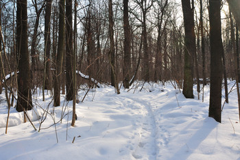 Forest Trail / ***