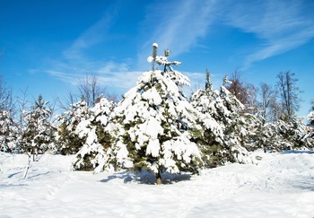 In Winter Park / ***