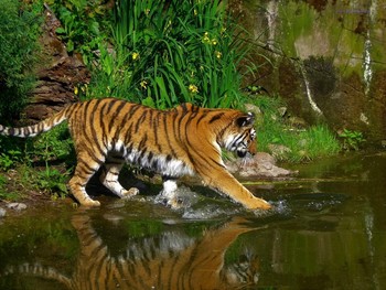 Tiger / ***