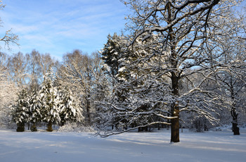 Winterwald / ***