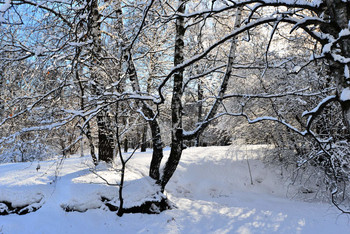Winterwald / ***