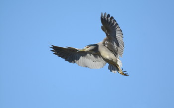 Flug / ***