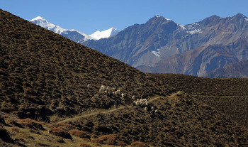 Lower Mustang / ***