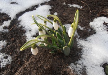 Der Schnee fiel / ***