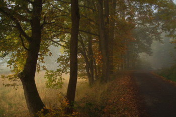 Redhead Herbst / ***