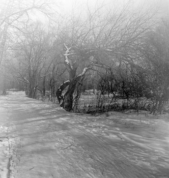 Sleepy Hollow ... / Rollei RPX 100/120 B&W
