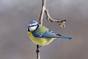 Blaumeise / ***