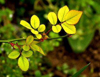 Frühling / ***