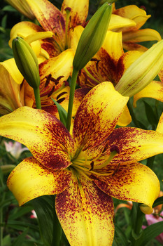 Lilien / ***