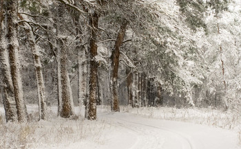 Winter / ***