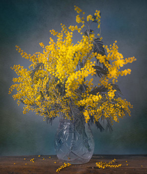Mimose / ***