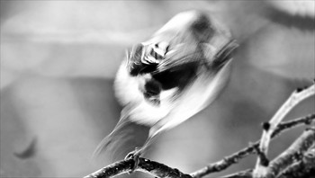 Ghostly alle / ***