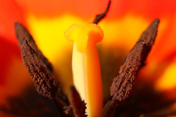 Tulpe / ***