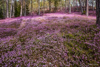 **Naturgewalt* / Die Schneeheide- Felder im Murtal