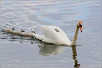 Swans / ***