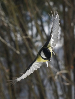 Flight ... / ***