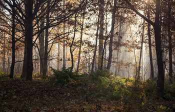 Herbst Morgendämmerung / ***