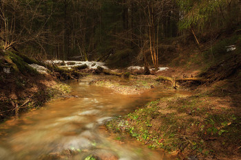 Im Frühjahr Wald / ***